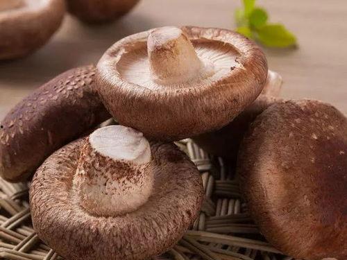 吃瓜官网黑料蘑菇视频,蘑菇视频背后的真相大起底