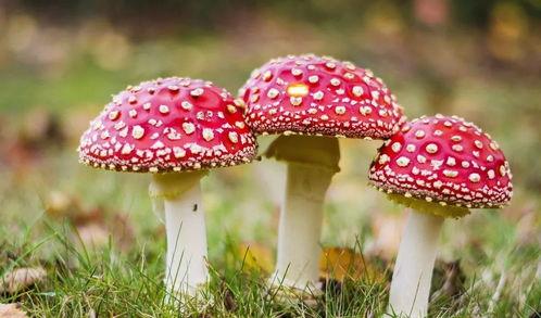 吃瓜官网黑料蘑菇视频,蘑菇视频背后的真相大起底