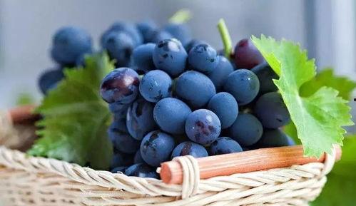 网红吃葡萄瓜视频大全,趣味视频大盘点！