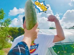 无语吃瓜网红叫什么,网络红人的崛起与争议