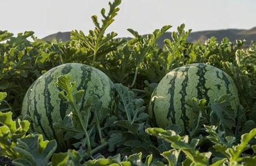 吃瓜湖南网红,揭秘网红圈层的热辣话题