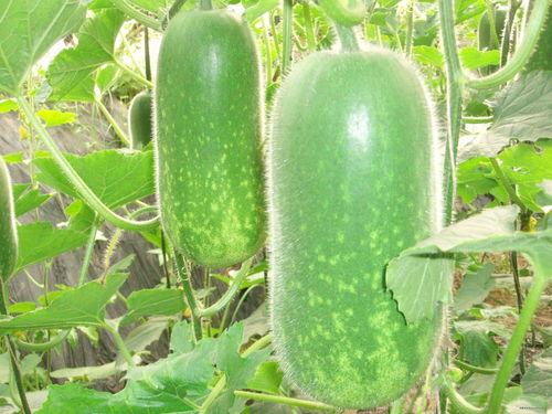 蔡金发的瓜吃瓜网,蔡金发带你领略网络八卦的魅力