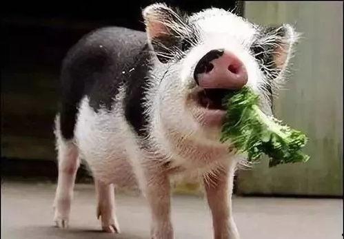 养猪视频网红吃瓜是真的吗,养猪视频背后的真相揭秘
