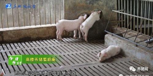 养猪视频网红吃瓜是真的吗,养猪视频背后的真相揭秘