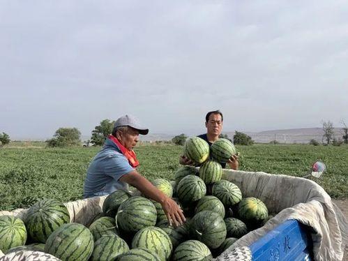 青田吃瓜网,揭秘当地新鲜趣事，带你领略青田风土人情