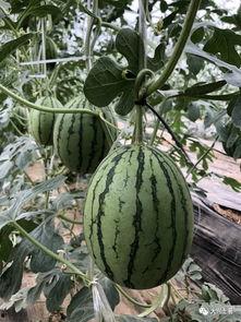 网红博雅吃瓜,揭秘网红圈幕后故事