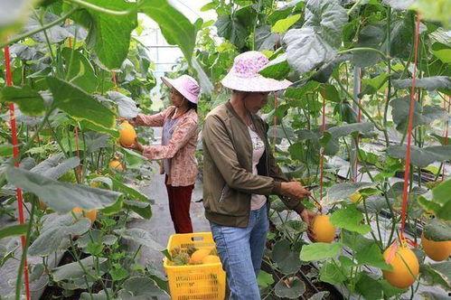 吃瓜精神的网红,揭秘网红背后的吃瓜精神