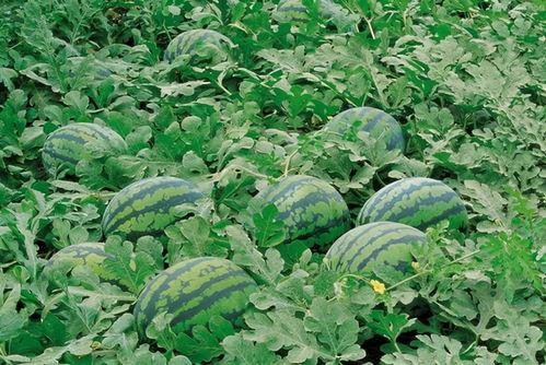 平邑网红吃瓜群微信,揭秘网络红人的幕后故事