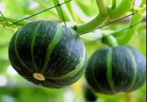 众网红吃瓜童锦程