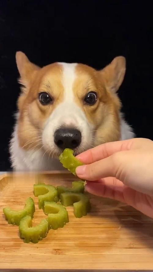 网红吃瓜狗子是谁啊视频,揭秘网络红人背后的萌宠故事