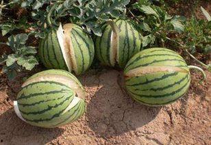 昆明网传的学校吃瓜,揭秘校园吃瓜背后的真相