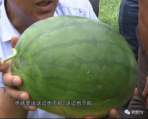 吃瓜网加州博士,揭秘吃瓜网背后的科技与智慧