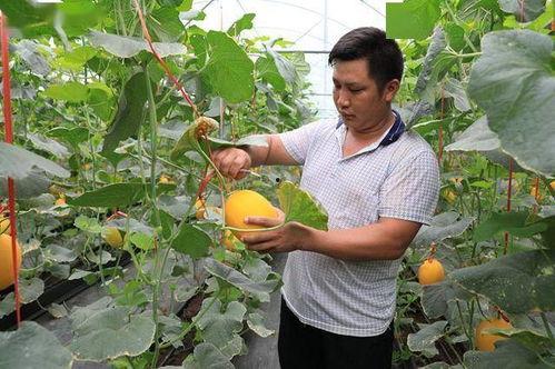 网红回村吃瓜,揭秘乡村生活新风尚