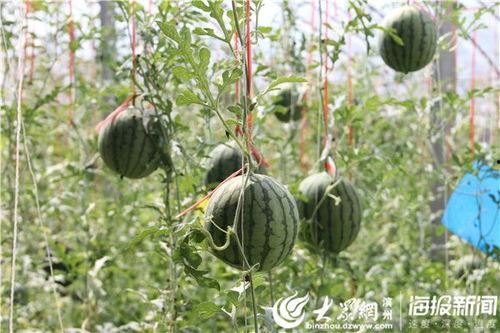 微山吃瓜网红事件视频