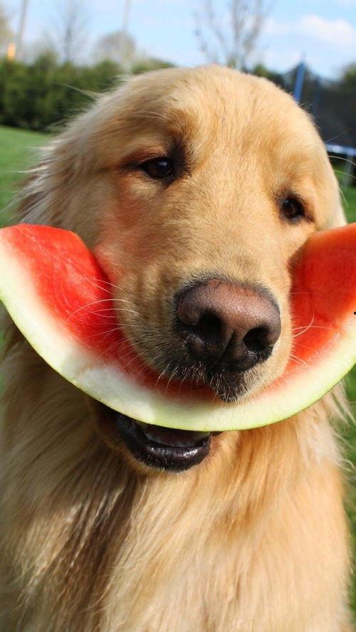 网红吃瓜狗子图片高清壁纸,萌化你的每一天