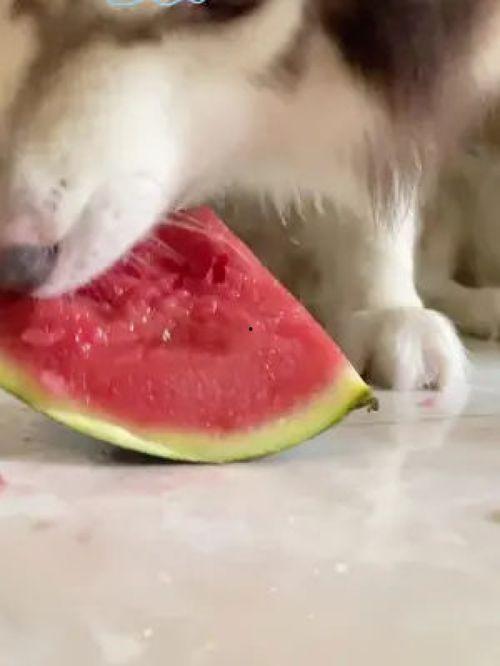 网红吃瓜狗子图片高清壁纸,萌化你的每一天