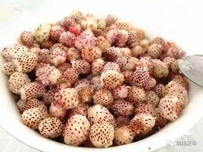 陇南武都网红吃瓜