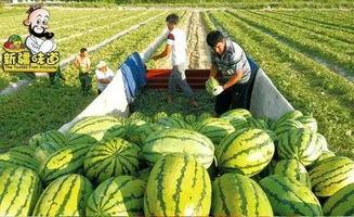 库尔勒吃瓜网红视频曝光