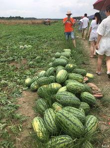 广西吃瓜网红是哪里人,广西吃瓜网红的家乡传奇