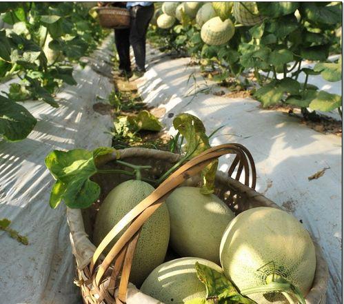 山东一个网红吃瓜,揭秘幕后真相！