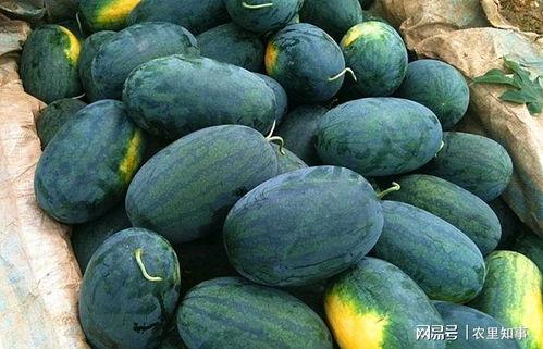 黑瓜吃料网每日爆料fun,fun每日精彩内容大盘点