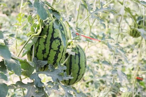 吃瓜事件网红林业