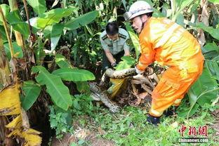 吃瓜事件网红林业