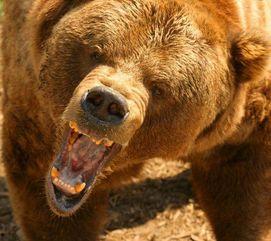 网红电次熊吃瓜在线