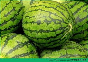 网瓜什么时间种最合适吃,把握时机，美味尽享”