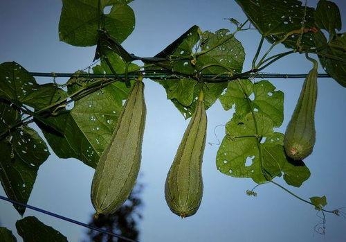 网瓜什么时间种最合适吃,把握时机，美味尽享”