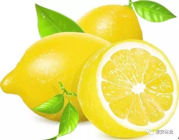 普宁柠檬网红吃瓜