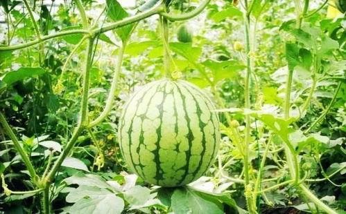 滨州吃瓜网红是谁啊图片,滨州网红“吃瓜达人”揭秘！