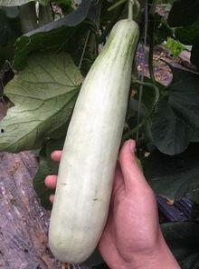 网红吃瓜的平台有哪些