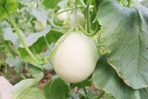 康县网红吃瓜事件,一场网络舆论的风暴与反思