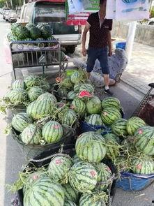 固始网红吃瓜事件,揭秘网络舆论背后的真相与争议