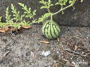 网红吃瓜黑历史,揭秘那些被遗忘的瞬间