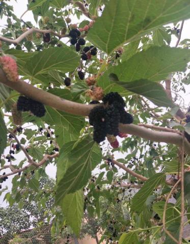 吃瓜事件网红楠楠,吃瓜事件背后的真相与反思