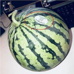 网红黑了吃瓜,揭秘网络舆论背后的真相