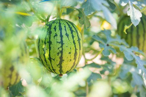 718吃瓜网最新地址