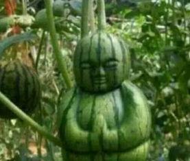 内蒙网红吃瓜事件真相,真相与反思