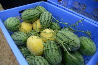 武都网红 吃瓜群微信,揭秘“吃瓜群”微信背后的故事