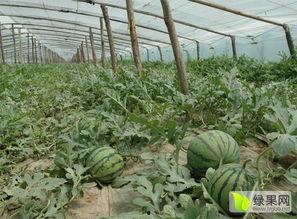 泗水县吃瓜网,揭秘当地美食，畅享舌尖上的泗水