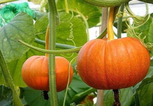 网红吃瓜素材图片