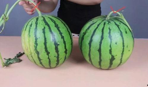 咸贱鲜男网红吃瓜,揭秘娱乐圈背后的秘密