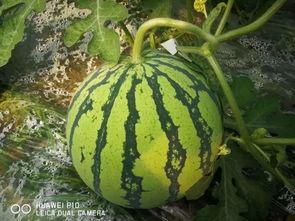 千万网红动感吃瓜,揭秘娱乐圈幕后风云