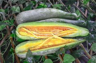 快乐网红吃瓜图片高清,高清画面捕捉快乐时光