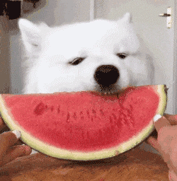 快手网红吃瓜表情包动态,趣味横生的动态演绎